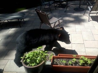 Bear in the backyard, 71 Arlen Way. Submitted photo.
