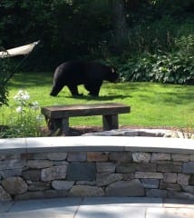Bear in the backyard of an Apple Hill Road home. Submitted photo.