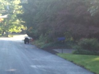 Bear on Avondale Road, Thursday, Sept. 19, 2014. Submitted photo.