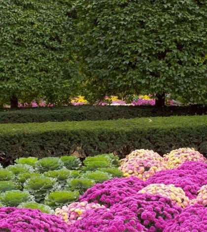 bigstock-Chrysanthemum-And-Kale-Garden–53884444