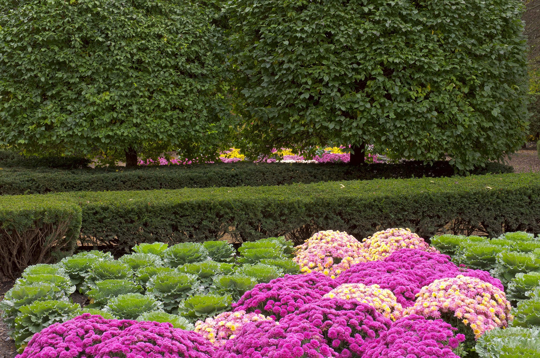 bigstock Chrysanthemum And Kale Garden 53884444