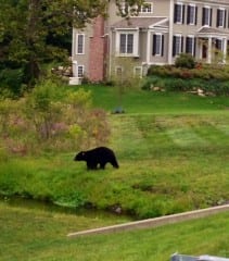 Bear in yard on Cranbrook Way. Submitted photo.