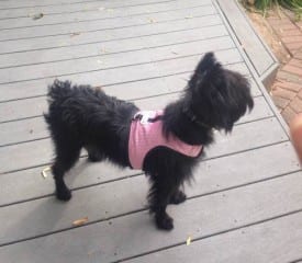 Ebony went missing in West Hartford on Sept. 25. Submitted photo.