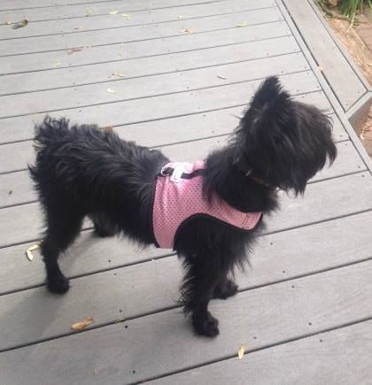 lostdogwhitinglaneEbony