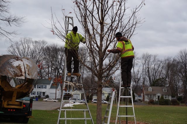 Employees of Mountain Tree Service tie back the branches of an oak tree at Charter Oak International Academy in West Hartford. Photo credit: Ronni Newton