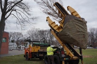 Crews remove a 25-foot oak tree from the grounds of Charter Oak International Academy. Photo credit: Ronni Newton