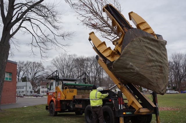 Crews remove a 25-foot oak tree from the grounds of Charter Oak International Academy in West Hartford. Photo credit: Ronni Newton