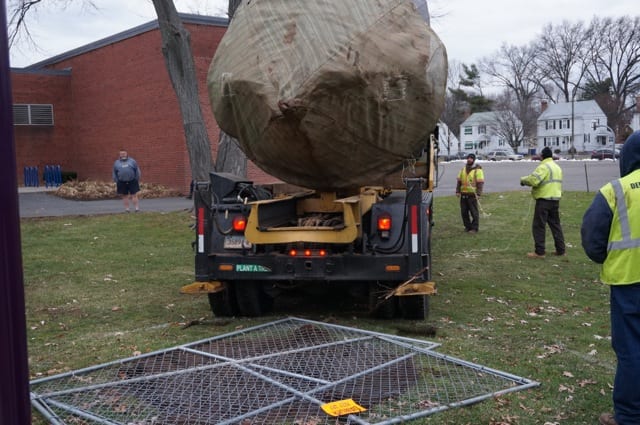 The 25-foot oak tree, its roots protected by a tarp, will be transported from Charter Oak International Academy, across town to West Hartford's Westmoor Park. The hole will be secured and then filled in with dirt from Westmoor Park. Photo credit: Ronni Newton