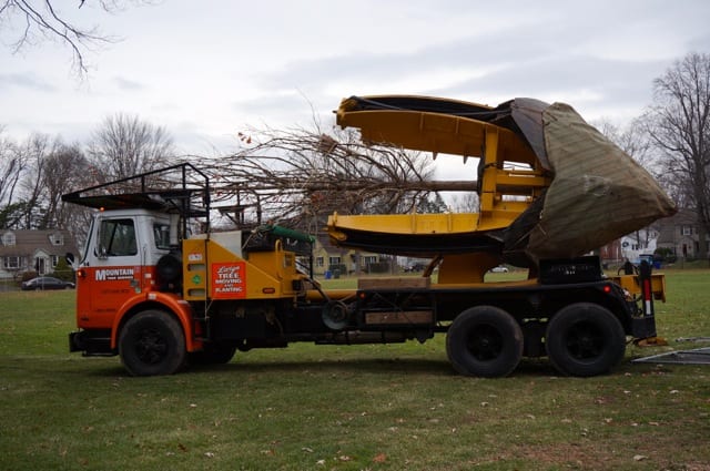 The 25-foot oak tree will be transported from Charter Oak International Academy, across town to West Hartford's Westmoor Park. Photo credit: Ronni Newton