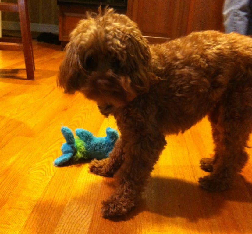 Max, a 4-year-old cockapoo, went missing on Sunday, Dec. 28. Photo courtesy of the Cobb family.