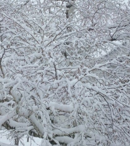snow tree