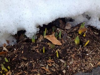 Daffodils are poking through the snow along my driveway! Photo credit: Ronni Newton