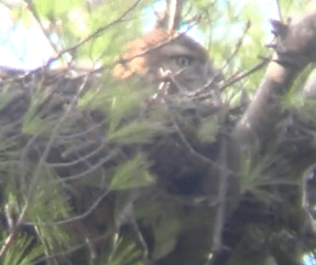 Screenshot of red-tailed hawk in nest on site of future Delamar West Hartford Hotel. From YouTube video by soltice1.