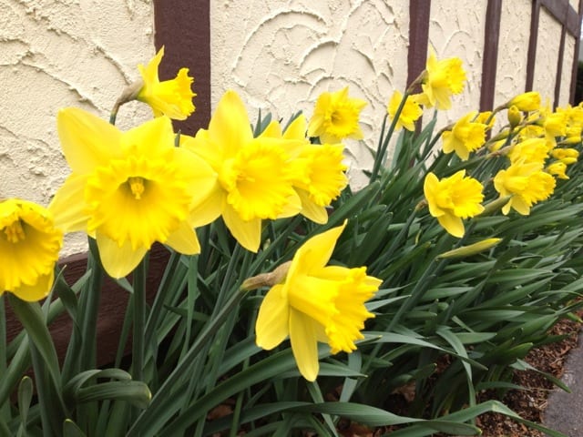 Daffodils! Photo credit: Ronni Newton