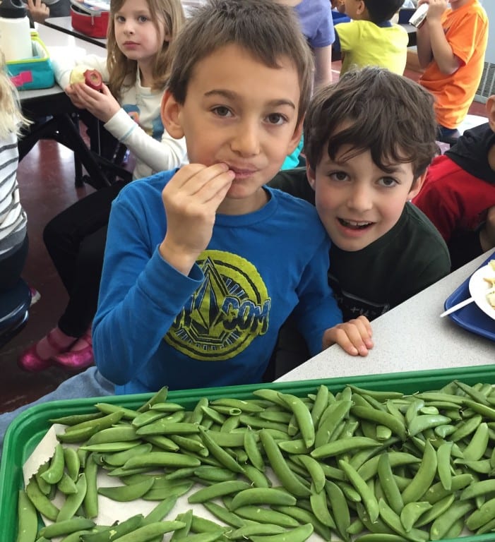 Students at Duffy Elementary School in West Hartford sample snap peas on Earth Day. Submitted photo