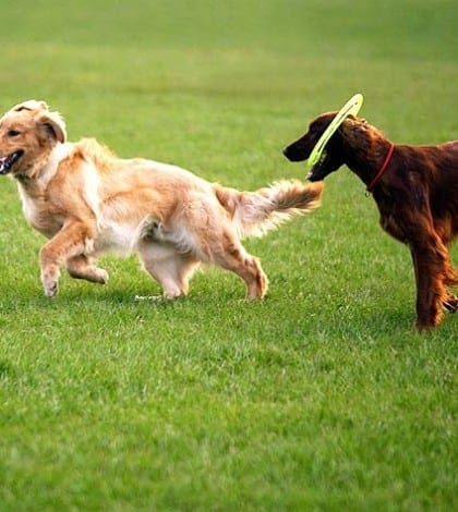 102107675-dog-park-632×475