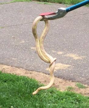 This Albino King Snake was an unwelcome intruder in a home on Forest Hills Drive in West Hartford on Wednesday. Photo courtesy of West Hartford Animal Control