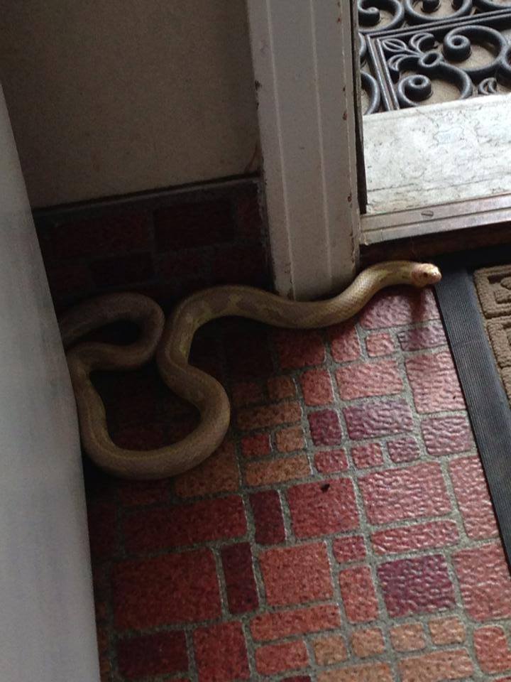 This Albino King Snake was an unwelcome intruder in a home on Forest Hills Drive in West Hartford on Wednesday. Photo courtesy of West Hartford Animal Control