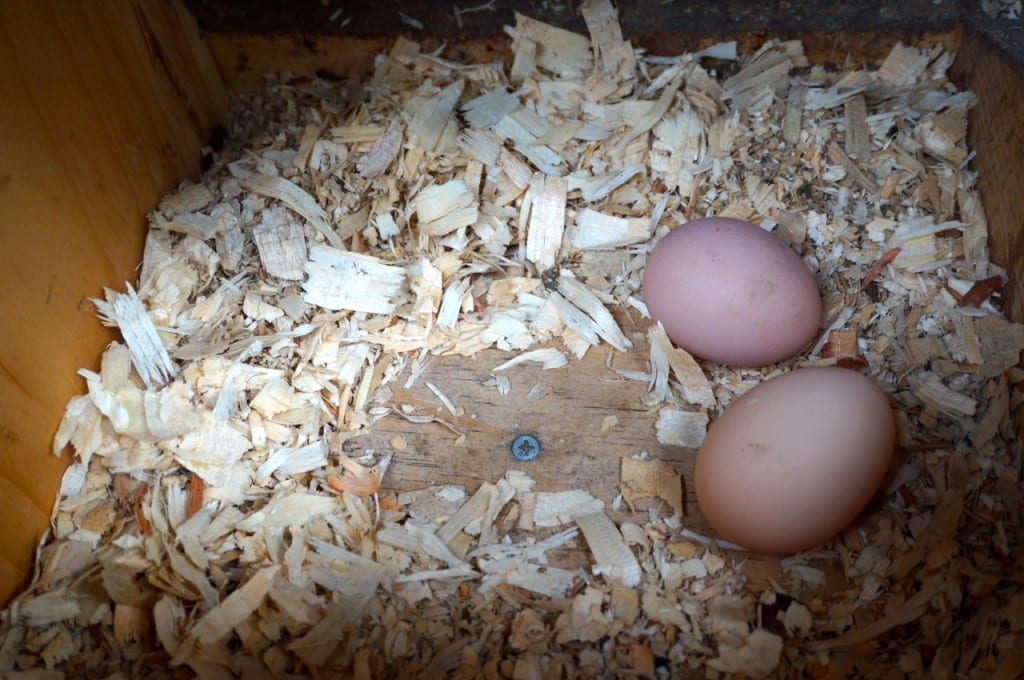 Fresh eggs are a benefit of owning backyard chickens. Photo credit: Ronni Newton
