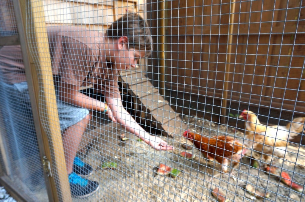 Kai Kashey feeds his pet chickens raisins as a treat. Photo credit: Ronni Newton