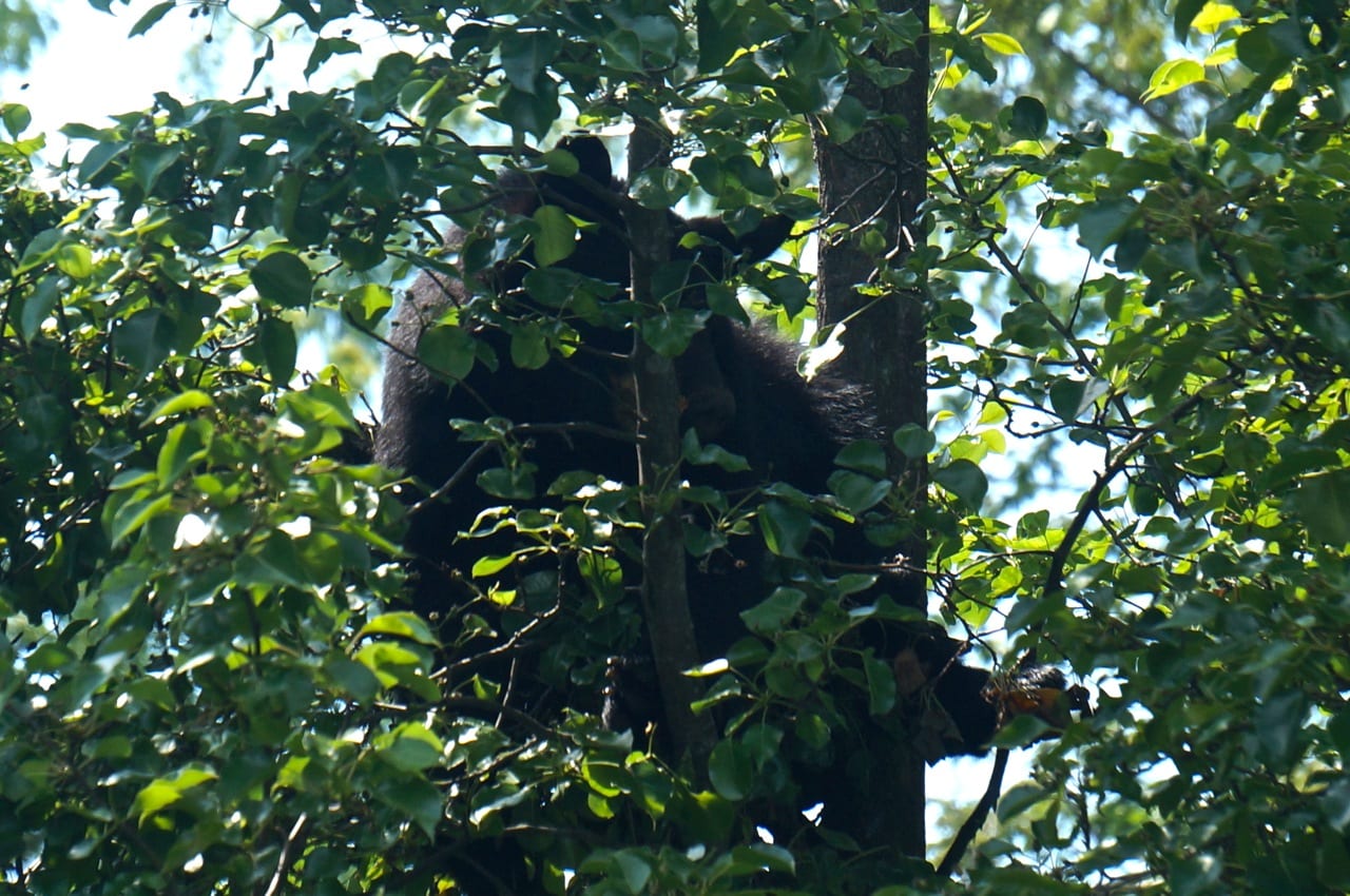 A young bear climbed a tree in the backyard of 67 Newport Ave. in West Hartford. Photo credit: Ronni Newton