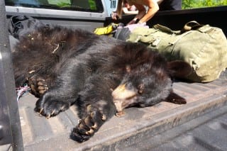 DEEP officials will tag the tranquilized bear removed from a tree on Newport Road on June 10,  and will relocate it to a suitable habitat. Photo credit: Ronni Newton