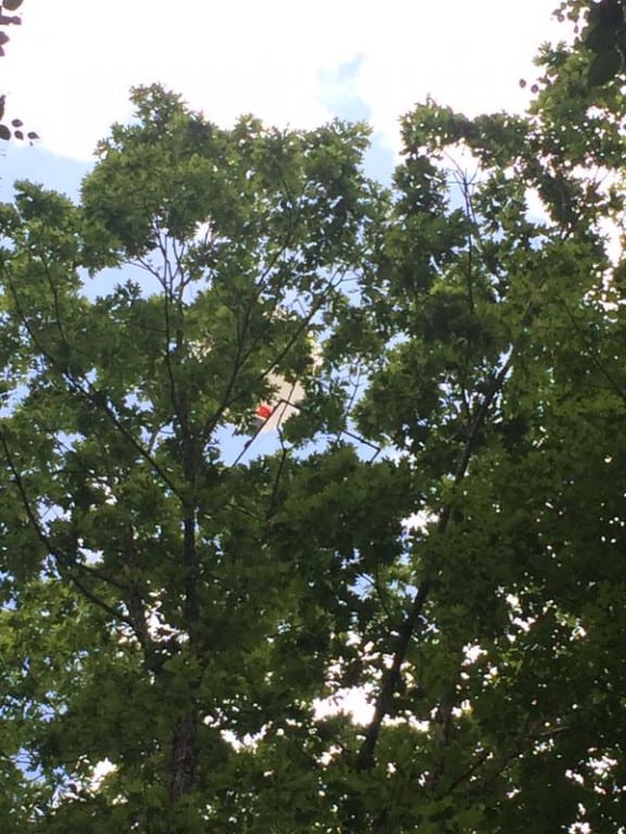 After its second launch the Smith STEM balloon had a successful journey until it landed in 150 feet up in a tree near UConn. Photo courtesy of Kathy Hardesty