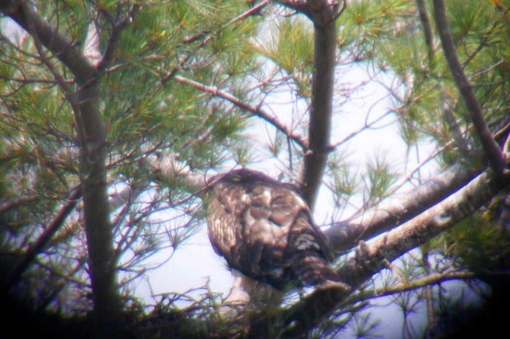 Baby Delamar before its rescue from the pine tree on Friday afternoon. Photo credit: Ronni Newton