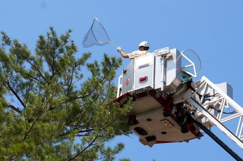 DEEP Wildlife Biologist Brian Hess uses a net from the bucket of a WHFD truck to remove the hawk from the pine tree on the Delamar West Hartford hotel site. Photo credit: Ronni Newton