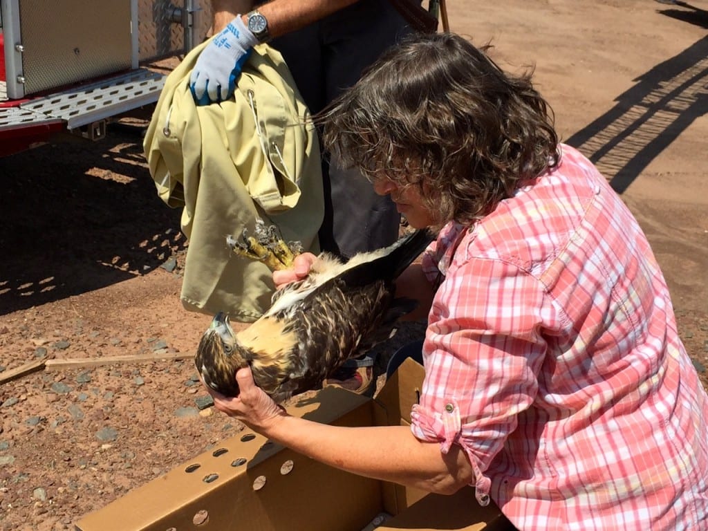 Mary-Beth Kaeser of Horizon Wings takes the young red-tailed hawk from Brian Hess of DEEP and prepares to drive it to Tufts Wildlife Clinic for treatment. Photo credit: Ronni Newton