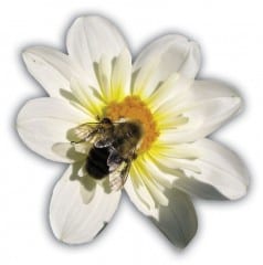 Bee on flower. Courtesy of Barbara Ricketts