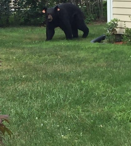 BlackBearbyFrankDay-DayRoad