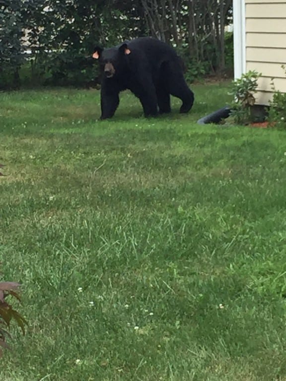 Black bear seen on Day Road, West Hartford. Photo by Frank Day