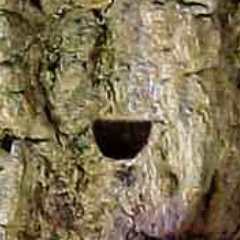 The D-shaped hole is an indicator of the presence of the invasive Emerald Ash Borer. Submitted photo