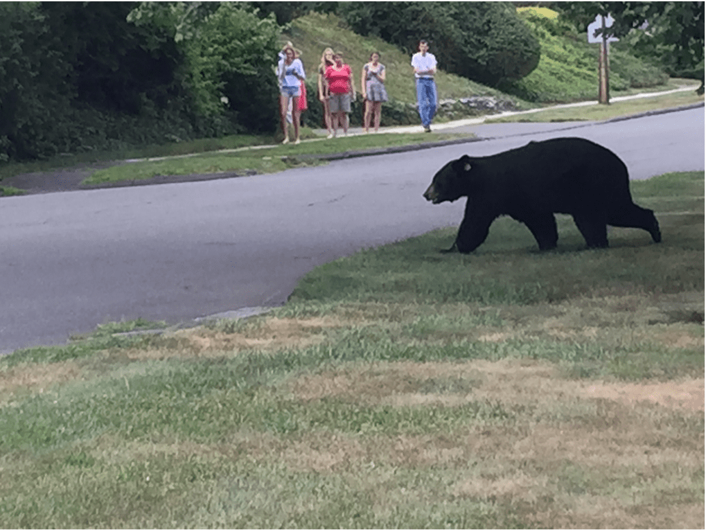 Black bear seen on Day Road, West Hartford. Submitted photo by Frank Day
