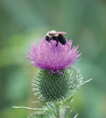 beeonThistle-BR-IMG_2268