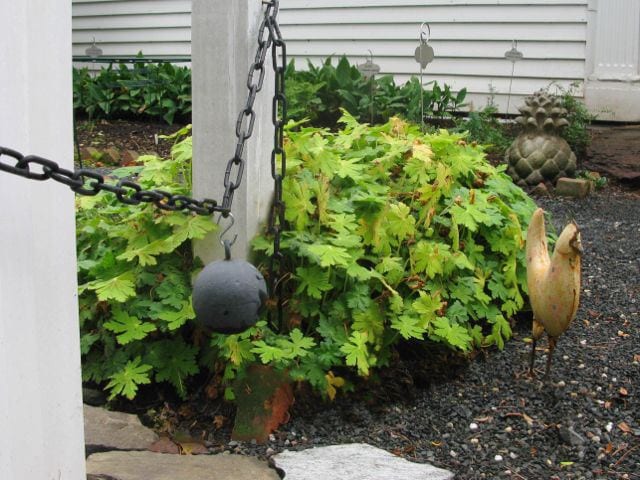 Use of old style ball and chain on the front gate, and an example from Renee’s chicken collection! Photo credit: Deb Cohen
