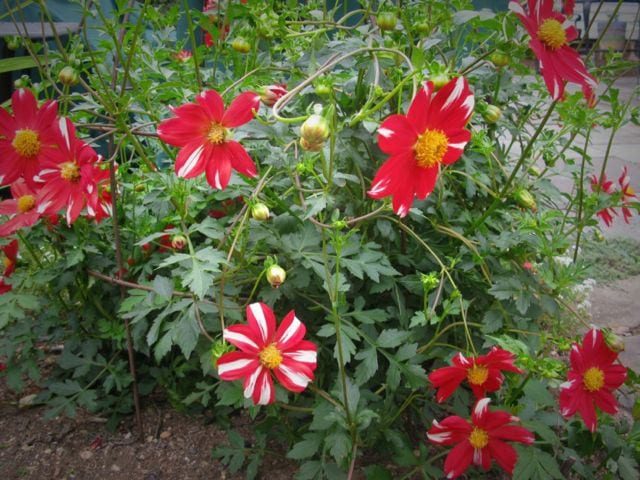 An heirloom dahlia called “Union Jack” which dates to 1882. Photo credit: Deb Cohen