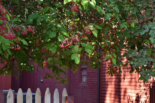 Beautiful berries perfectly complementing the home’s exterior. Photo credit: Deb Cohen
