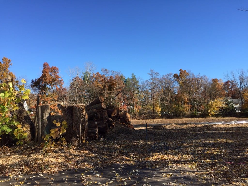 Area at the end of Linbrook Road, Nov. 3, 2015. Only a few trees, stumps, and some cut lumber remain. Photo credit: Ronni Newton