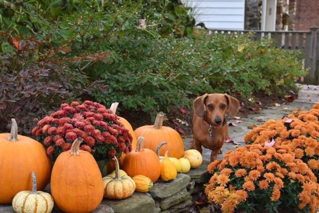 Henry poses sweetly with the fall display of mums and pumpkins. Photo credit: Deb Cohen