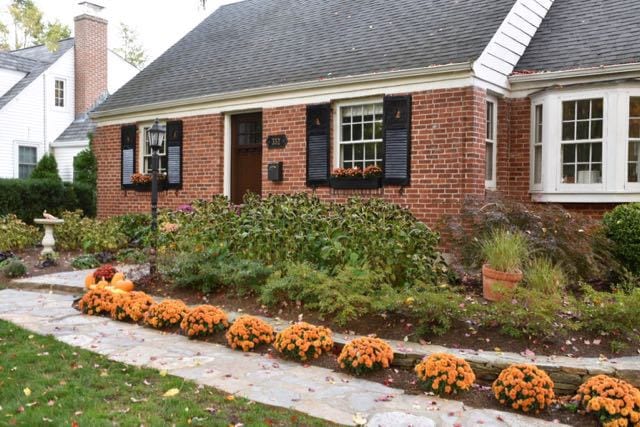 A row of mums adds a burst of color to the fall landscape. Photo credit: Deb Cohen