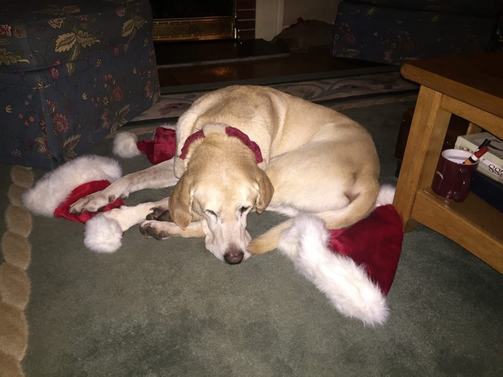 Buddy loves Christmas and pulled the Santa hats off the chair so he could sleep with them. Photo courtesy of Patty Swanson