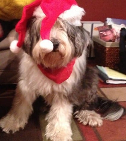 Scarlett in Santa hat