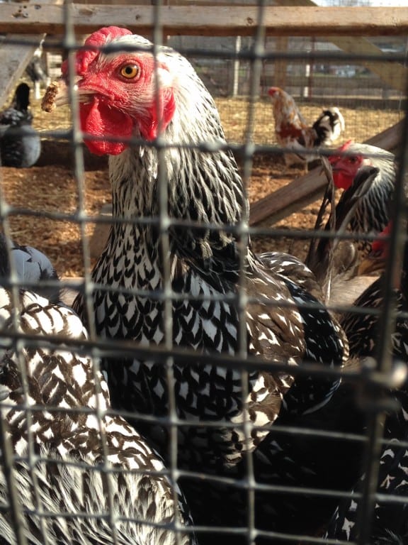 Silver Laced Wyandotte chicken at Westmoor Park, West Hartford, CT. photo credit: Joy Taylor