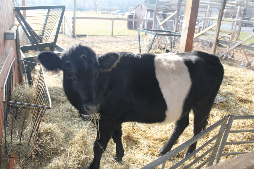 New Belted Galloway 'Oreo' cow joined the barnyard at Westmoor Park, December 2105. photo credit: Amy Melvin