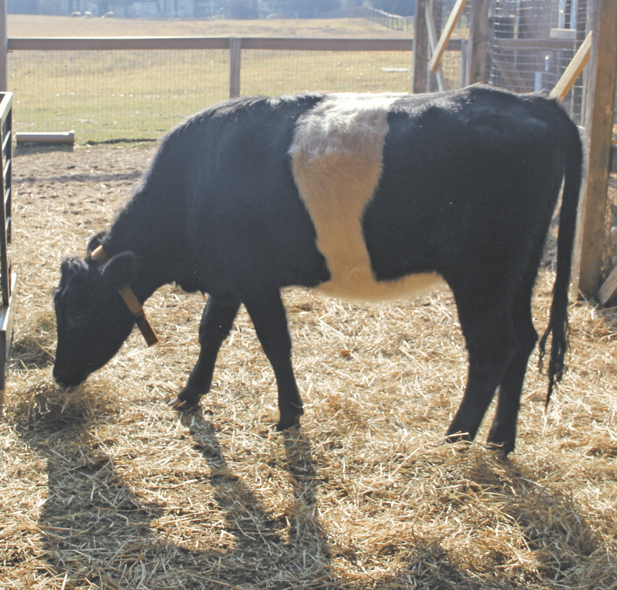 New Dutch Belted Heifer 'Oreo' cow joined the barnyard at Westmoor Park, December 2105. photo credit: Amy Melvin