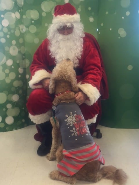Bentley meets Santa for the first time at Petco Farmington. Photo courtesy of Melissa Bierowka