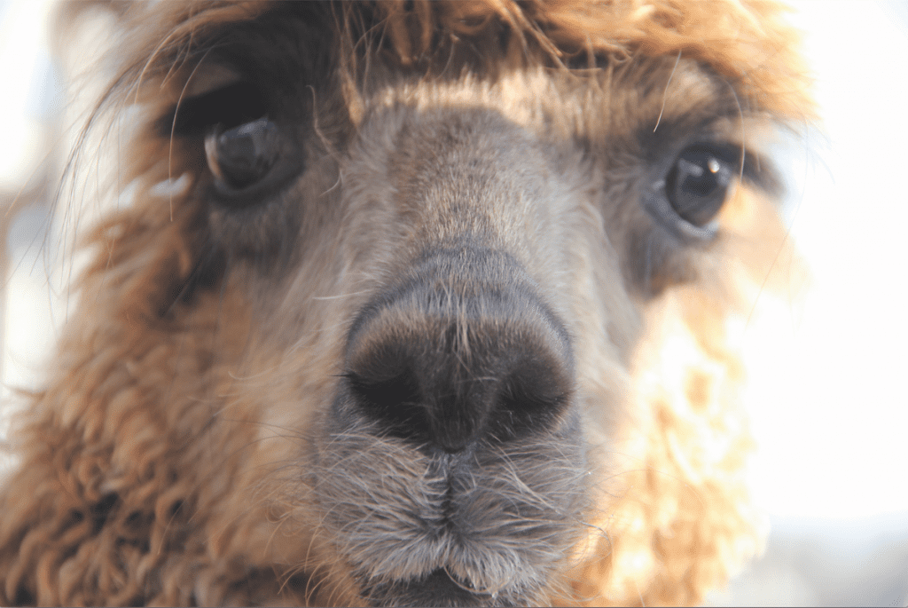 Up close and personal with the very friendly Olaf the alpaca at Westmoor Park, West Hartford, CT. photo credit: Amy Melvin