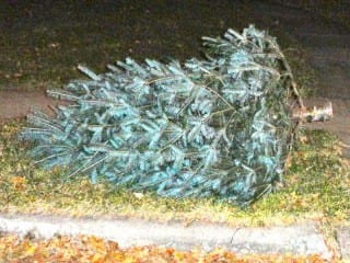 Trees should be clear of all ornaments, garland, and stands, and placed at the curb but not in the street. Photo credit: Ronni Newton